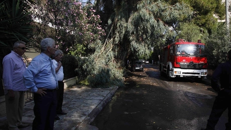 Πτώση δέντρου