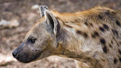 hyena