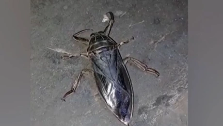 lithokeros