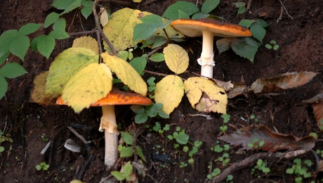 manitaria