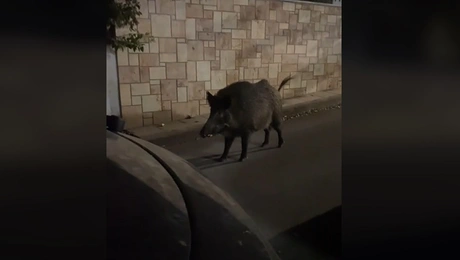 Αγριογούρουνο στη Θεσσαλονίκη