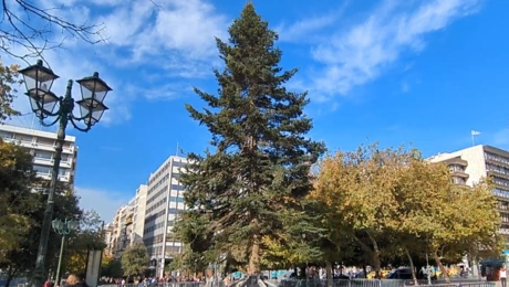 δεντρο