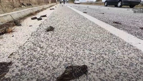 nekra poulia