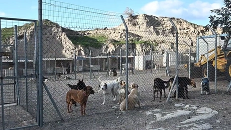 Ζώα στη Σαντορίνη