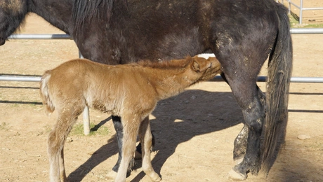 help-horses-ymittos