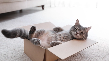 cat airbnb