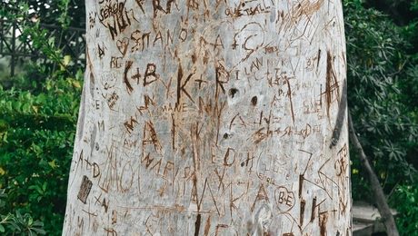 Δέντρο