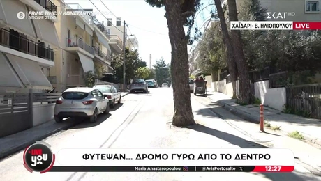 Δέντρο στο Χαϊδάρι
