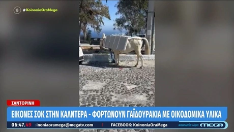 Γαϊδούρι στη Σαντορίνη