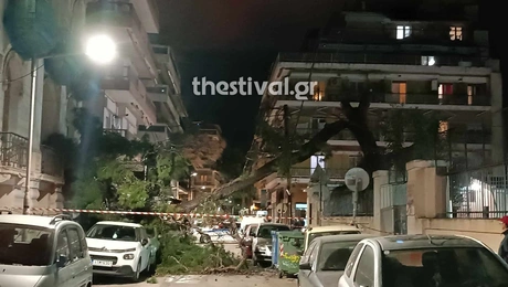 Δέντρο στη Θεσσαλονίκη