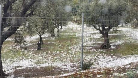 Καταστροφική χαλαζόπτωση στο Κρυονέρι Ήλιδας