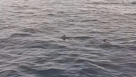 Ψαράδες βρήκαν καρχαρία στην Κέρκυρα