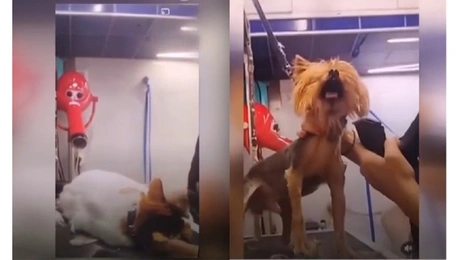 κομμωτρια ζωα κακοποιηση