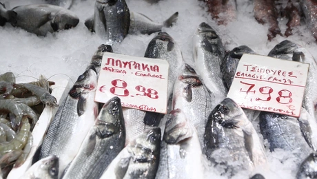 Τσιπούρα