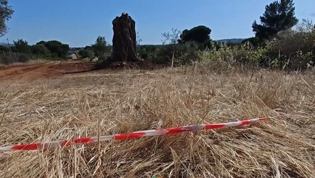 Ραφήνα