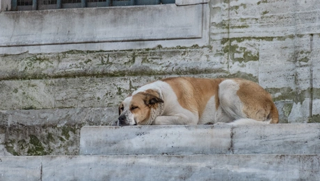 Αδέσποτα