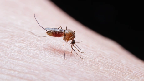 mosquito