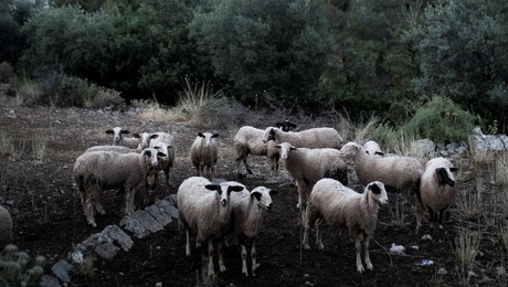 Πρόβατα σε βοσκοτόπι