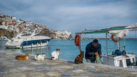 σκοπελιτης 