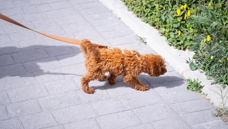 Σκύλος poodle
