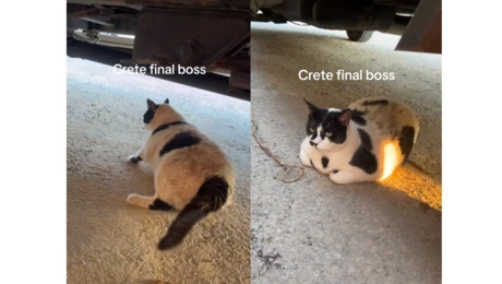 Ο Chonkus Maximus