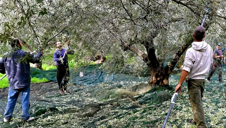 Συγκομιδή ελιάς