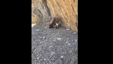 Γυπαετός στην Κρήτη