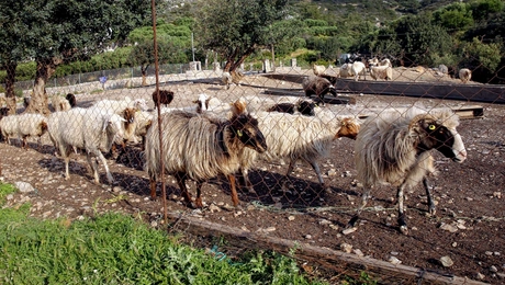 Πρόβατα σε βοσκοτόπι