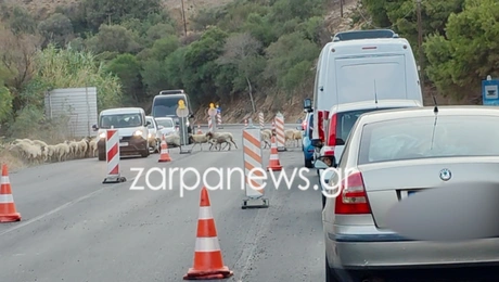Κοπάδι από αιγοπρόβατα στον ΒΟΑΚ