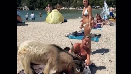 Κρι κρι