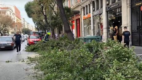 Μέρος του δέντρου κατέρρευσε στο οδόστρωμα