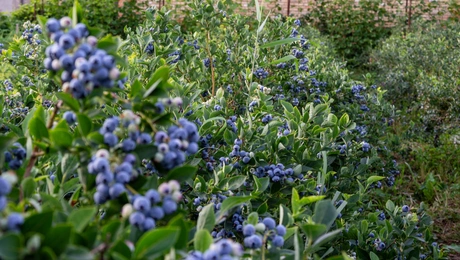 blueberries