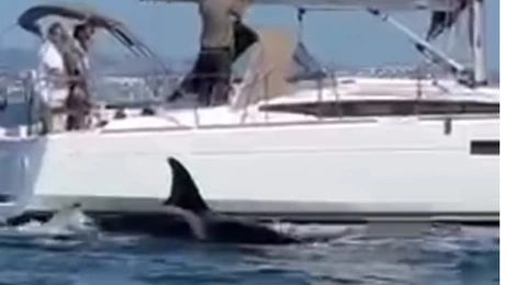 Όρκα στην Πορτογαλία