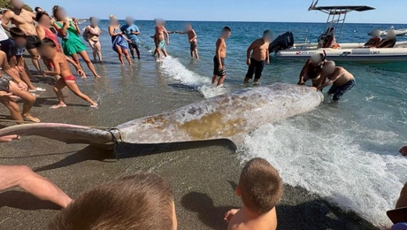 Ζιφιός
