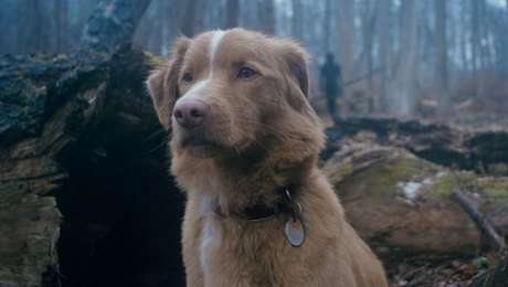 good boy ταινια σκυλος 