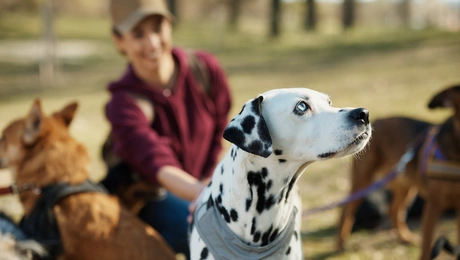 pet sitter