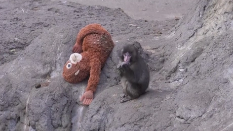 punch ape