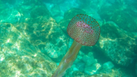 medoysa
