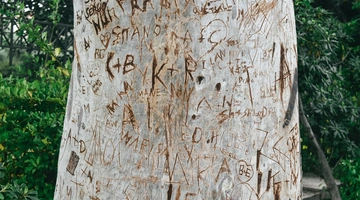 Δέντρο