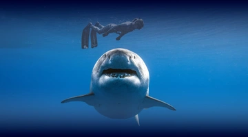 shark whisperer
