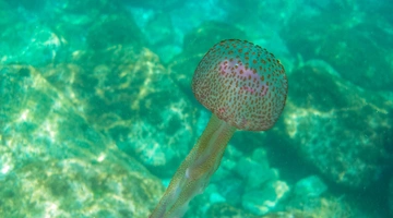 medoysa